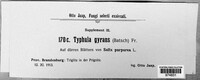 Typhula gyrans image